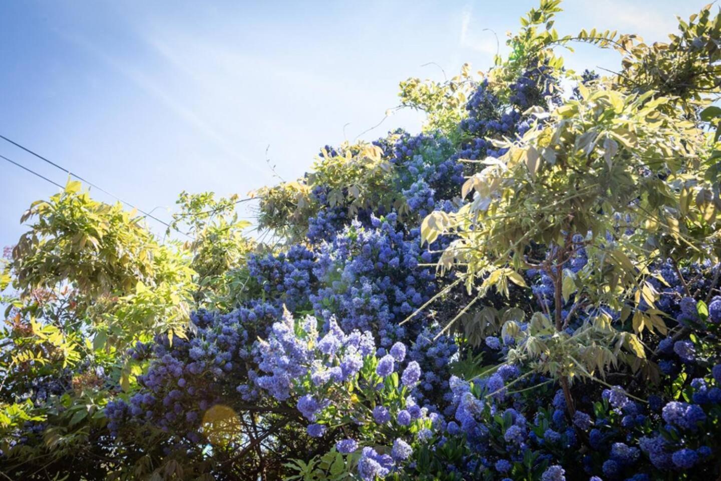 Eden Cottage Whitstable Εξωτερικό φωτογραφία